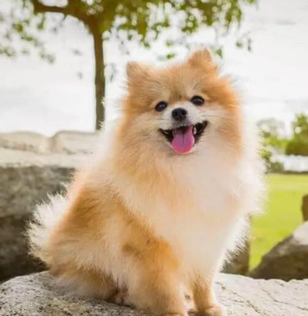 ¡ROBAN PERRITA RAZA POMERANIA EN LOS TORRENTES!