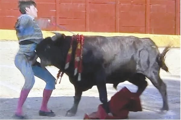 ROMPE CORNADA VENA Y ARTERIA FEMORALES DEL NOVILLERO ROLLÓN!