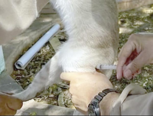 ¡MUERE UN HOMBRE POR RABIA EN COLIMA!