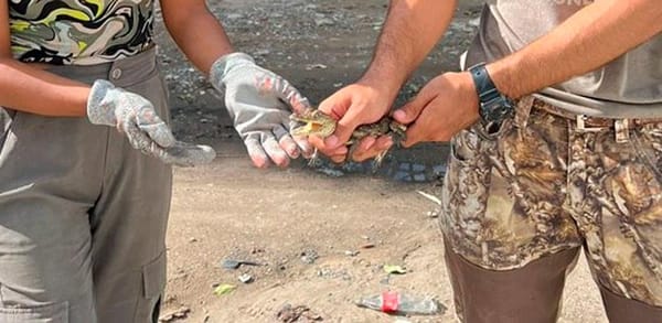 ¡RESCATAN JOVEN COCODRILO MORELETI!