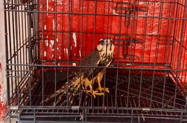 ¡Y RESCATAN UN ÁGUILA!