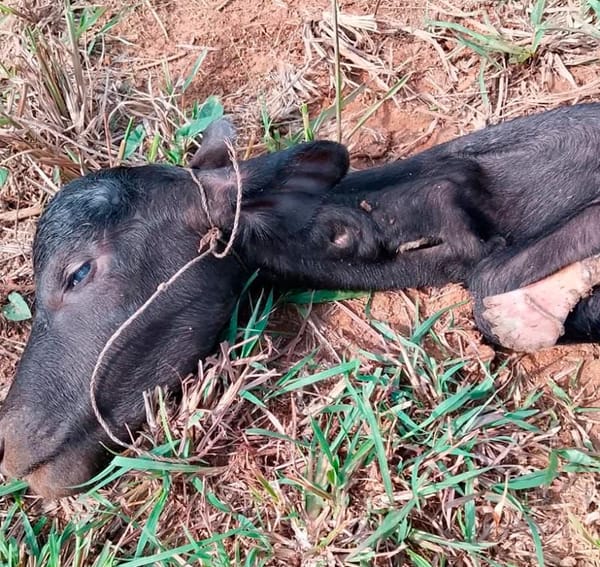 ¡FELINO ATACA GANADO EN COATZA!