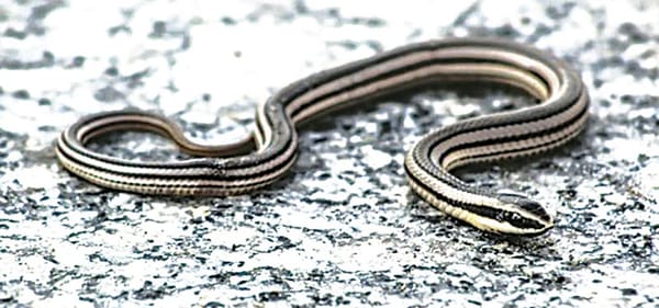 ¡QUE LA APARICIÓN DE SERPIENTES EN XALAPA ES NORMAL!