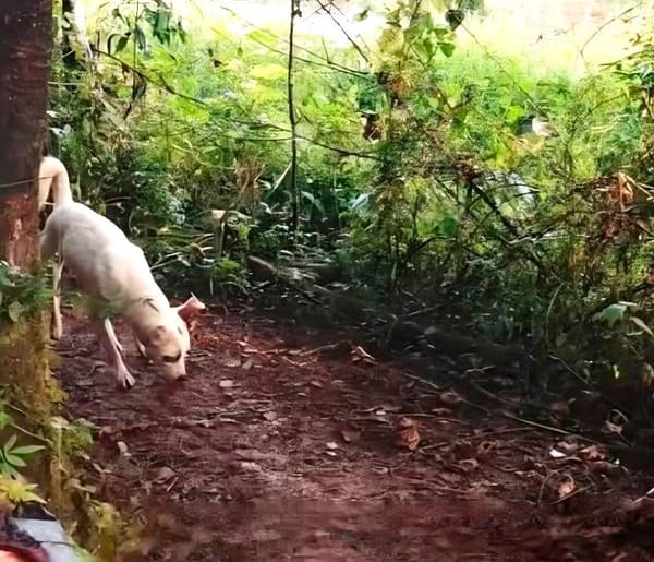 ¡PERRO ARRASTRABA LOS RESTOS DE UN RECIÉN NACIDO!