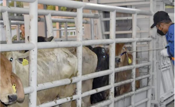 ¡MÉXICO Y EU ACUERDAN PLAN BINACIONAL CONTRA EL GUSANO BARRENADOR!