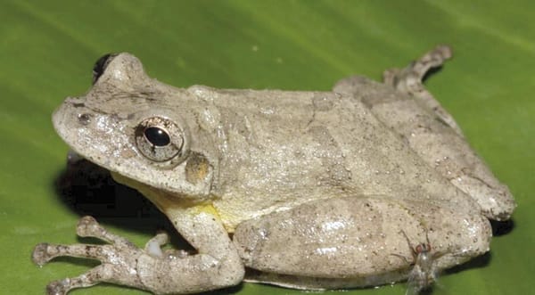 ¡DESCUBREN NUEVA ESPECIE DE RANA EN LA AMAZONÍA DE PERÚ!