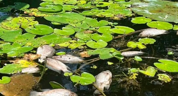 ¡ECOCIDIO EN SAN JULIÁN!