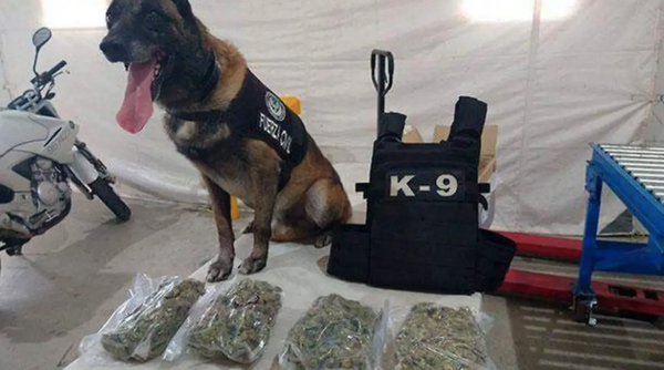 ¡ASEGURAN 11 BOLSAS CON MARIHUANA EN ESTAFETA!