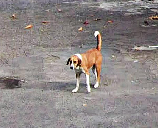 ¡VECINO AMENAZA CON ENVENENAR A LOS PERRITOS CALLEJEROS!