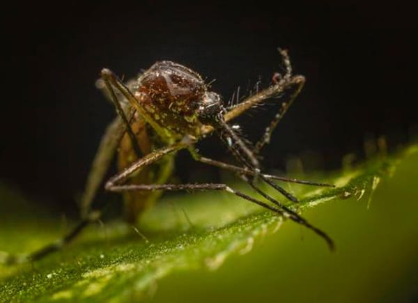 ¡NUEVO CASO DE ZIKA EN VERACRUZ!