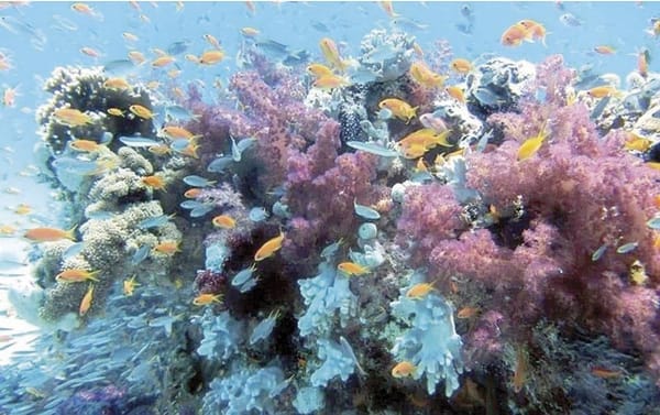 ¡RATIFICA MÉXICO TRATADO DE ALTA MAR!