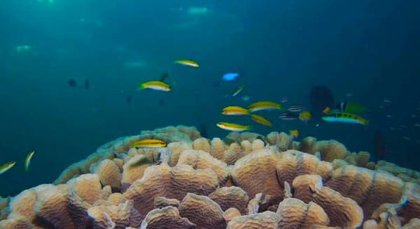 ¡PIDEN QUE PAREN! - AIDA Y ORGANIZACIONES CIVILES