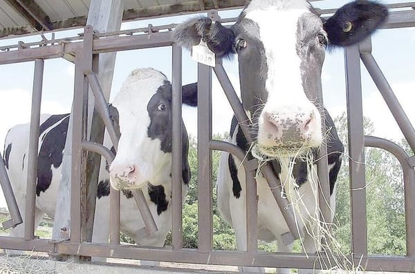 ¡PIDEN GANADEROS DE EU QUE MÉXICO RINDA CUENTAS POR GUSANO!