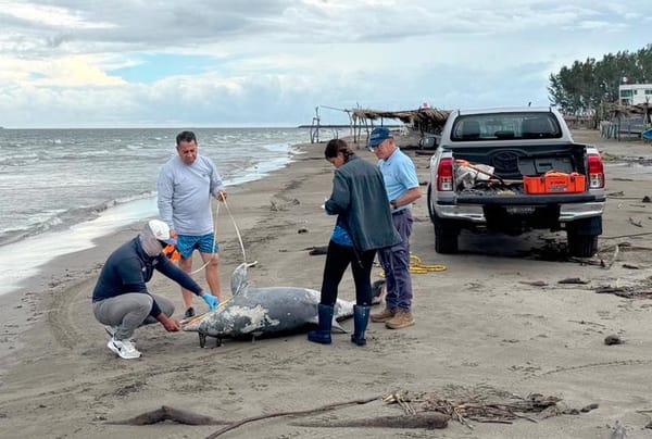¡HALLAN DELFÍN MUERTO EN PLAYAS DE ANTÓN LIZARDO!