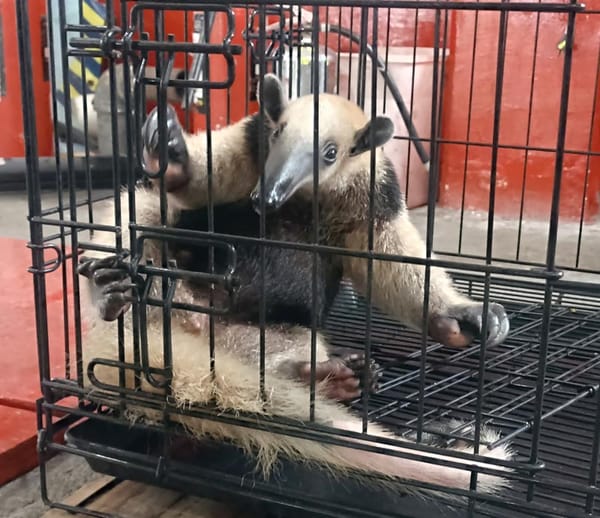 ¡BOMBEROS RESCATAN A OSO HORMIGUERO EN AMAPOLAS I!