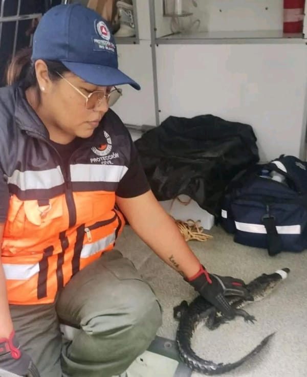 ¡RESCATAN DOS CRÍAS DE ‘GODZILLA’ EN TERRENO BALDÍO!