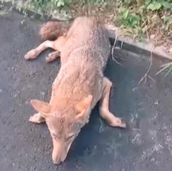 ¡ATROPELLAN A COYOTE EN LA RIVIERA!