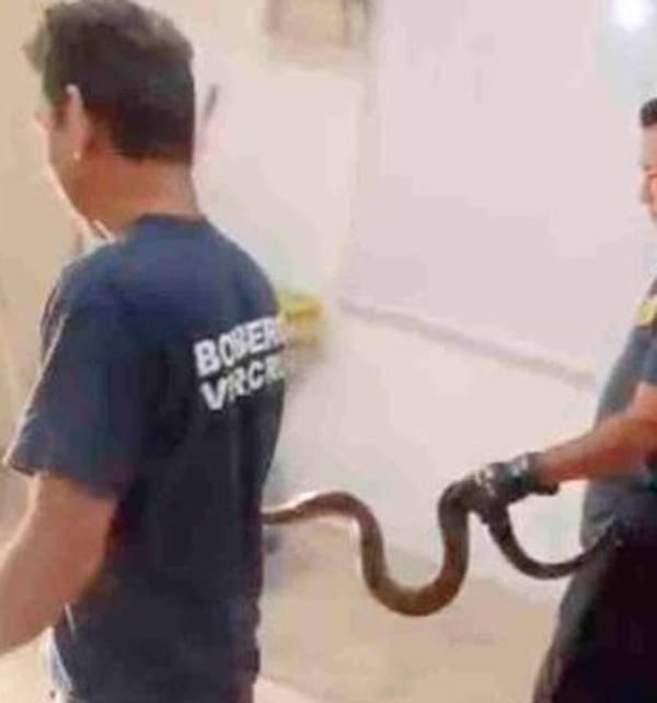 ¡HALLAN VÍBORA EN EL SALÓN DE CLASES!