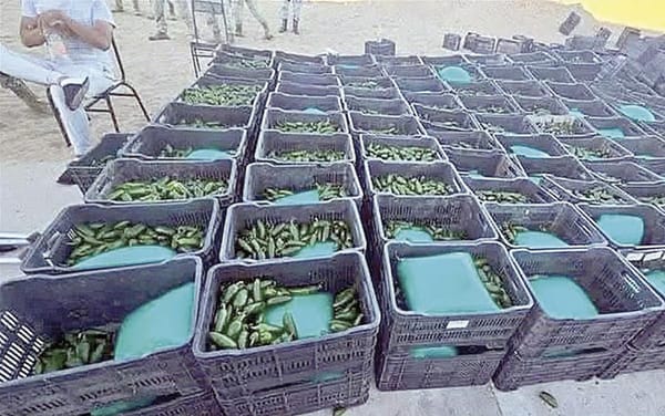 ¡HALLAN ENTRE CHILES UNA TONELADA DE DROGA!