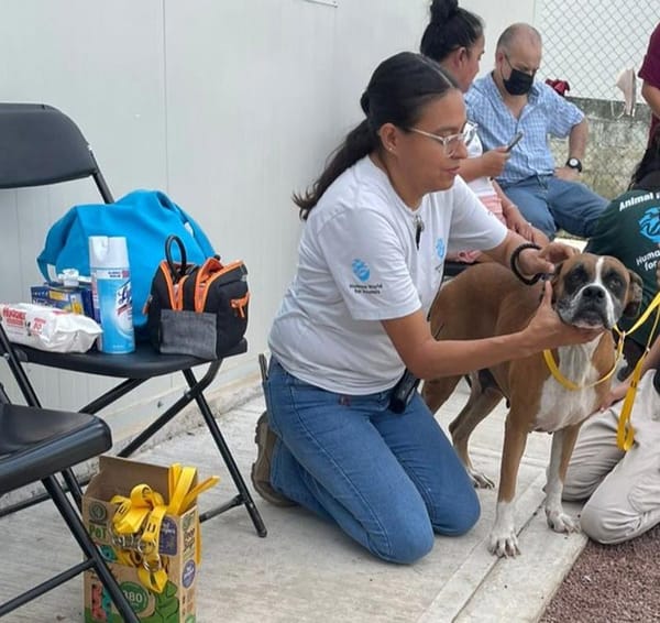 ¡RESCATAN A LOS ANIMALITOS! - OPERACIÓN ARCA DE NOÉ