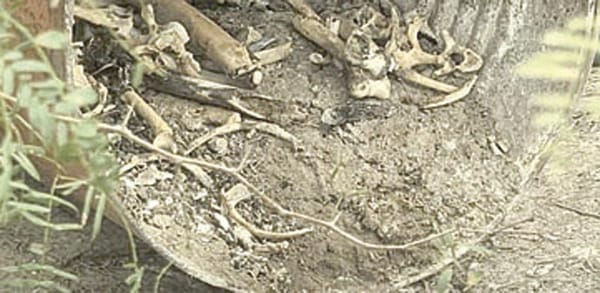 ¡INVESTIGAN NUEVO ‘CAMPO DE EXTERMINIO’; HALLAN RESTOS ÓSEOS!