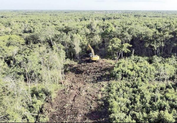 ¡TREN MAYA: EL NUEVO PODER JUDICIAL RECHAZA AMPARO PARA DETENER DESTRUCCIÓN DE SELVA!