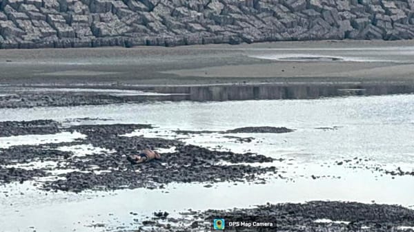 ¡ENCUENTRAN MUERTO A PESCADOR EN PLAYA NORTE!