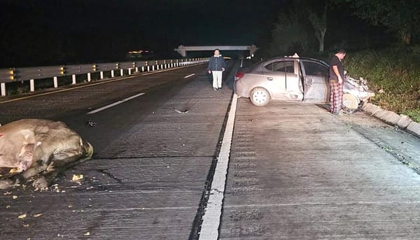 ¡CHOCÓ CONTRA VACA Y CASI PIERDE LA VIDA!