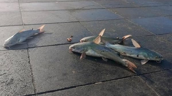 ¡TIRA ÁRBOLES Y PLAYAS CERRADAS! - *Hubo rachas de viento de hasta 88.4 km/h por el frente frío 25