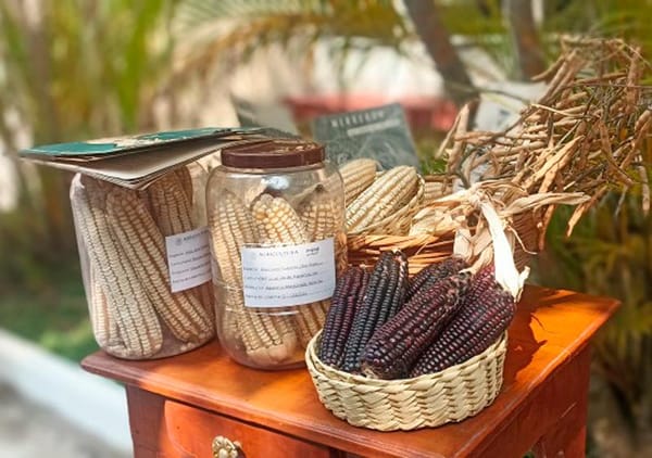 ¡CREAN EL SÚPER MAÍZ!