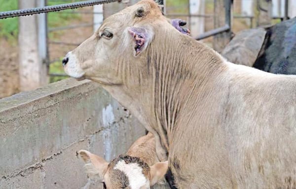 ¡DE 15 MIL MDP, AFECTACIÓN POR GUSANO BARRENADOR!