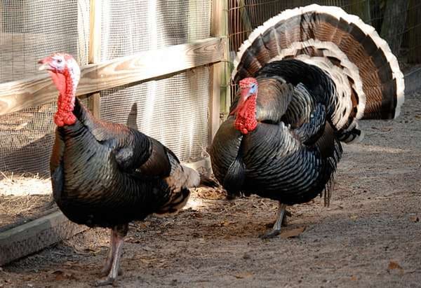 ¡SE VAN POR LAS NUBES LOS PAVOS!