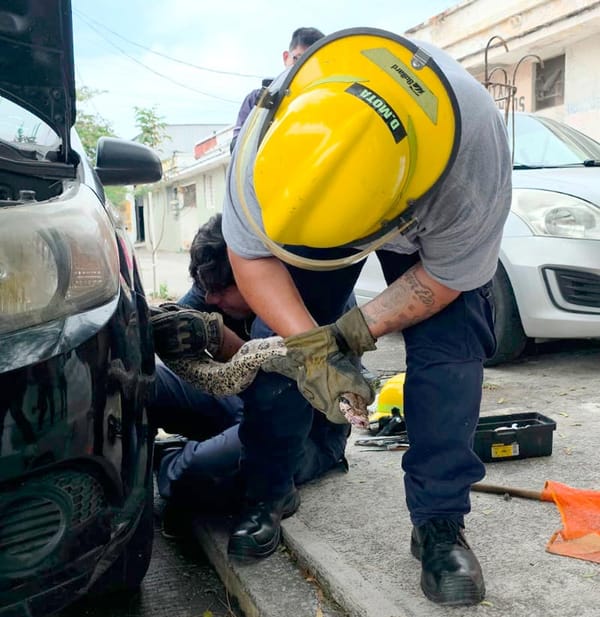 ¡BOMBEROS RESCATAN BOA QUE SE ESCONDÍA EN UN AUTOMÓVIL!