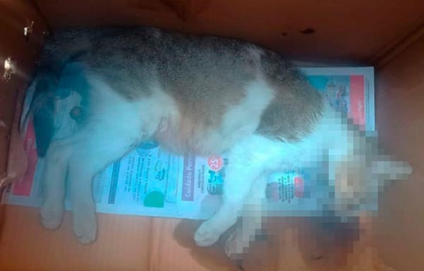 ¡ENVENENAN GATOS EN LAGOS DE PUENTE MORENO!