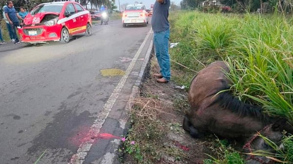 ¡TAXISTA IMPACTÓ A UN CABALLO EN LA CARRETERA TLALIXCOYAN–LA LAGUNA!