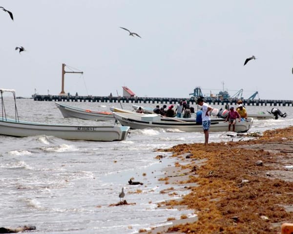 ¡VEDA DEL PULPO EN EL PARQUE ARRECIFAL!