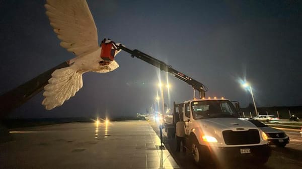 ¡PROTEGEN A LA PALOMA!