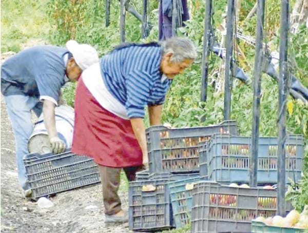 ¡JITOMATEROS, EN CRISIS!