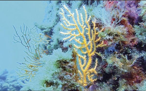 ¡ENTRA EN VIGOR EL TRATADO DE BIODIVERSIDAD EN ALTA MAR CON LA RATIFICACIÓN DE 83 PAÍSES!