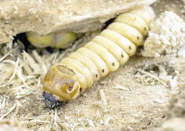 ¡DETECTAN EL PRIMER CASO DE GUSANO BARRENADOR EN EDOMEX!