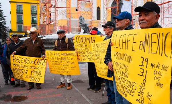 ¡PÉRDIDAS POR ROYA! - *Sufren productores de café árabigo
