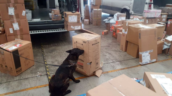 ¡ASEGURAN MEDIO KILO DE MARIHUANA EN PAQUETERÍA!