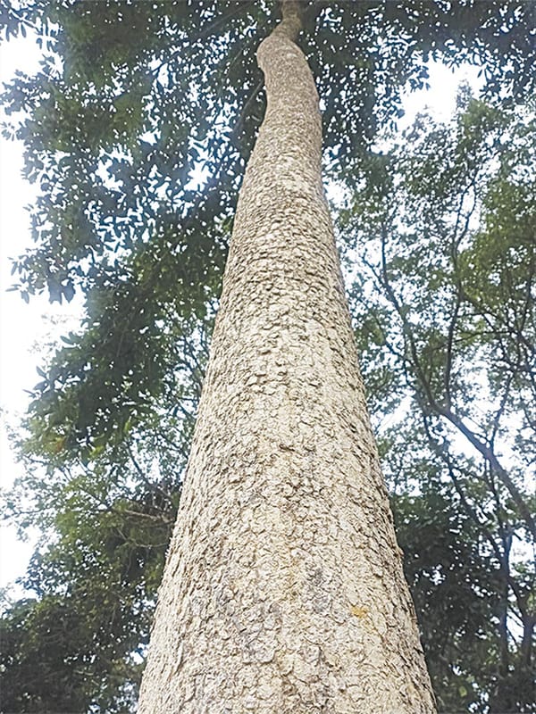 ¡PELIGRA EL PALO VOLADOR!