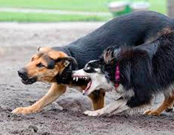 ¡HOSPITALIZAN A NIÑO ATACADO POR JAURÍA DE PERROS EN TLAPACOYAN!