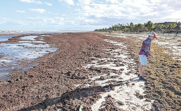 ¡PIDEN A GOBIERNO ATACAR SARGAZO DESDE EL ORIGEN!