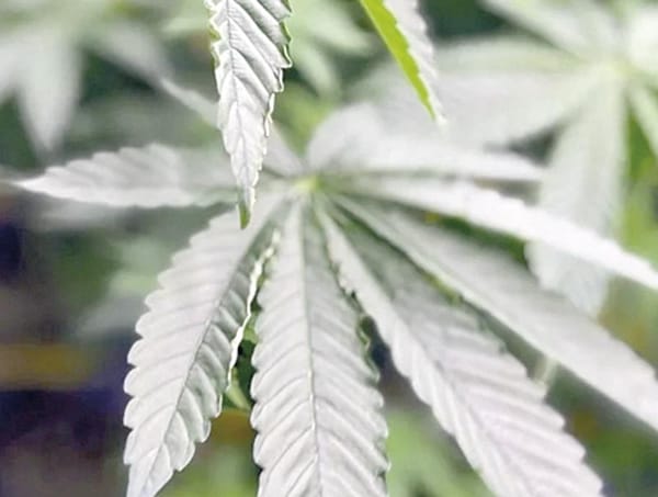 ¡EVITA CORTE DESPENALIZAR EL CONSUMO DE MARIGUANA PARA PERSONAS ADICTAS!