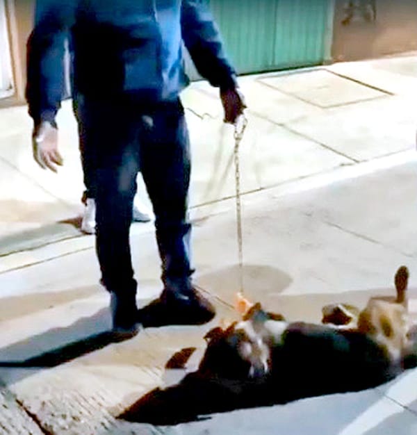 ¡VINCULAN A PROCESO A MALTRATADOR DE PERROS!