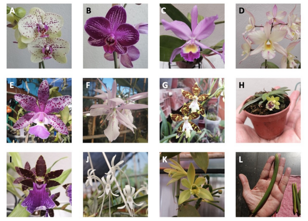 ¡LA MAYORÍA DE ORQUÍDEAS SON IMPORTADAS!