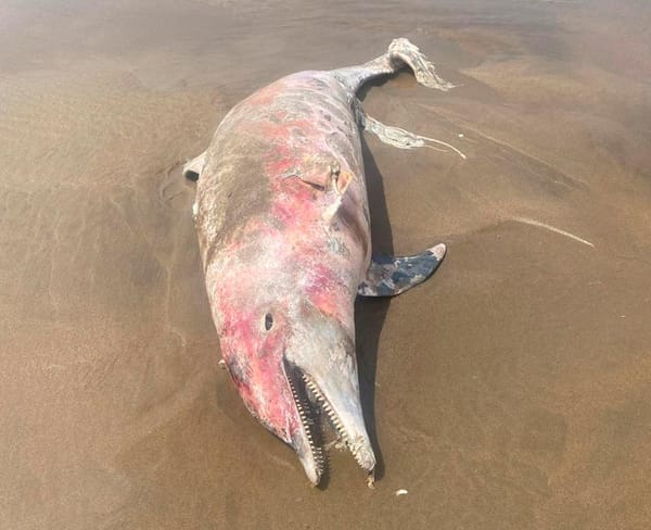 ¡ENCUENTRAN SEGUNDO DELFÍN SIN VIDA EN PLAYA DE COATZACOALCOS!