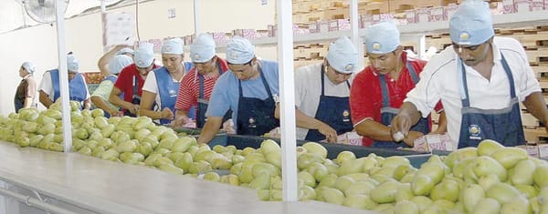 ¡POR LA PLAGA BLOQUEAN EXPORTACIÓN DE MANGO!